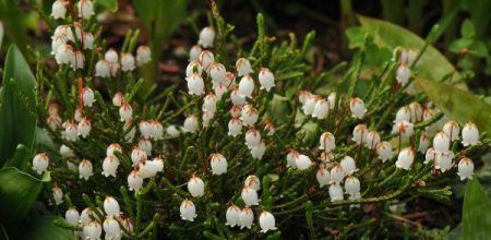 Cassiope mertensiana