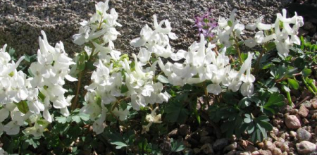 Corydalis malkensis