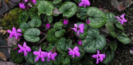 Cyclamen coum