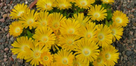 Delosperma basuticum; photo by Todd Boland