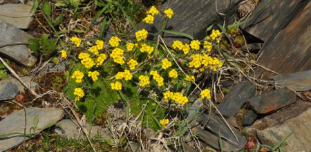 Draba rigida var. bryoides