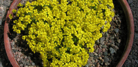 Draba polytricha; photo by Todd Boland