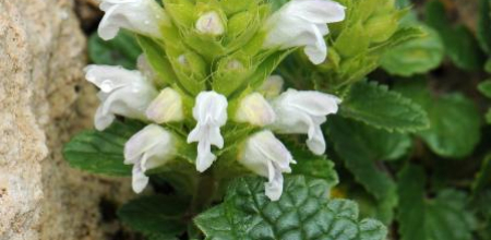 Dracocephalum heterophyllum; photo by Todd Boland