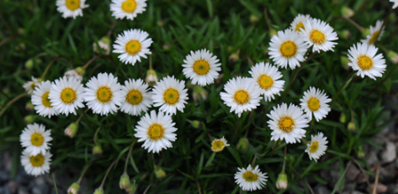 Erigeron hyssopifolius; photo by Todd Boland
