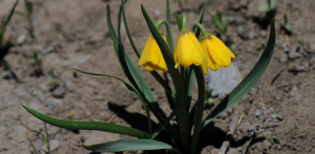 Fritillaria pudica