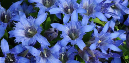 Gentiana septemfida