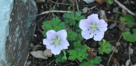 Geranium farreri