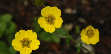 Geum elatum