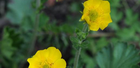 Geum montanum