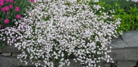 Gypsophla repens