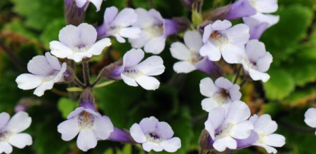 Haberlea rhodopensis; photo by Todd Boland