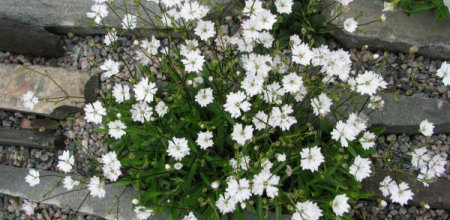 Silene alpestris