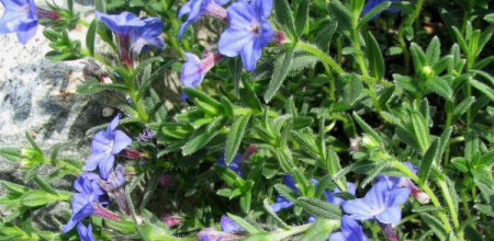 Lithodora diffusa