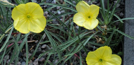 Oenothera macrocarpa ssp. fremontii