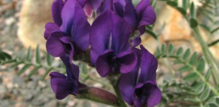 Oxytropis megalantha; photo by Todd Boland