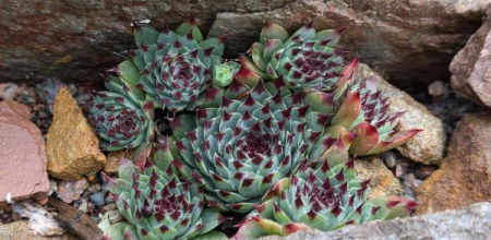 Sempervivum calcareum