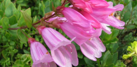 Penstemon cardwellii 'Roseus'; photo by Todd Boland