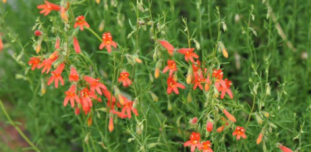 Penstemon pinifolius