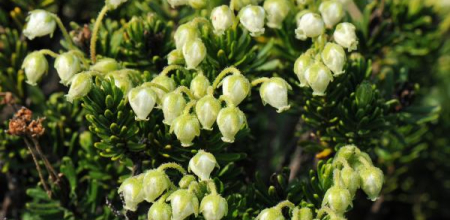 Phyllodoce glanduliflora