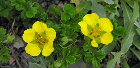 Potentilla cuneata
