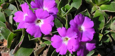 Primula glaucescens; photo by Todd Boland