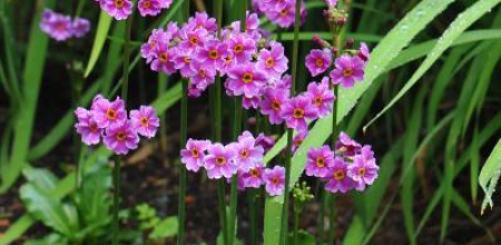 Primula poissonii