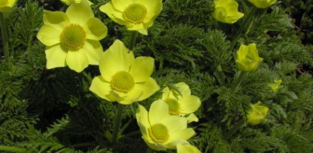 Pulsatilla alpina subsp. apiifolia