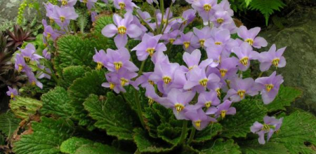 Ramonda myconi; photo by Todd Boland