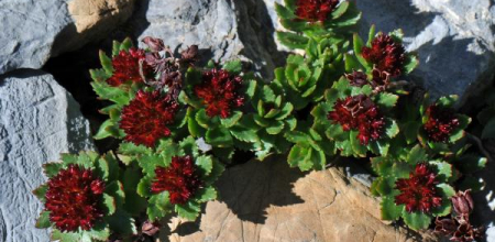 Rhodiola integrifolia