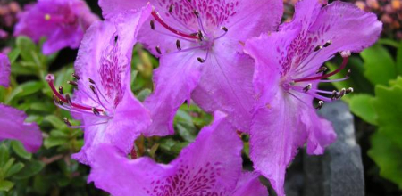 Rhododendron keleticum; photo by Todd Boland