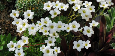 Saxifraga cebennensis