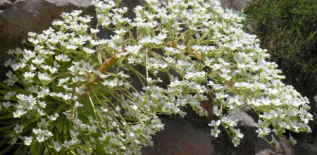 saxifraga longifolia photographed in ther wilds of the Spanish Pyrenees; photo by Todd Boland