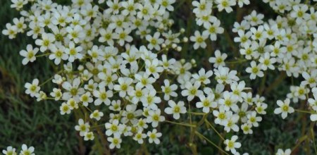 Saxifraga paniculata