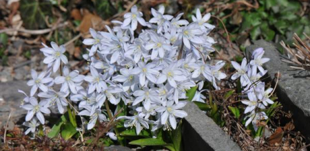 Scilla mischtschenkoana