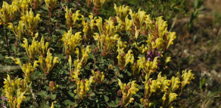 Scutellaria orientalis in the wilds of Georgia