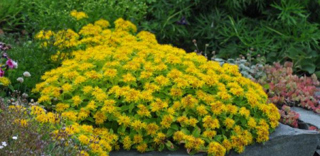 Sedum kamtschaticum
