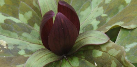 Trillium cuneatum