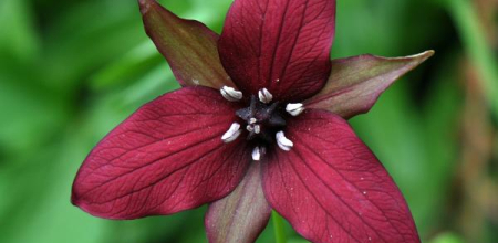 Trillium erectum