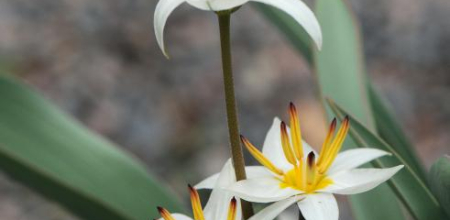 Tulipa turkestanica