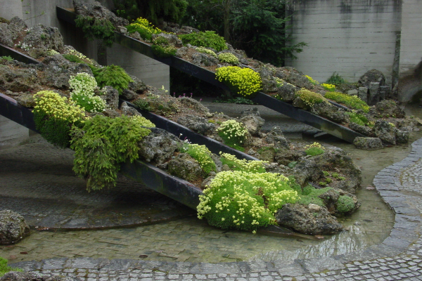 Saxifraga Collection