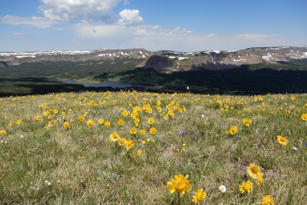 Flat Tops Wilderness Area in Colorado