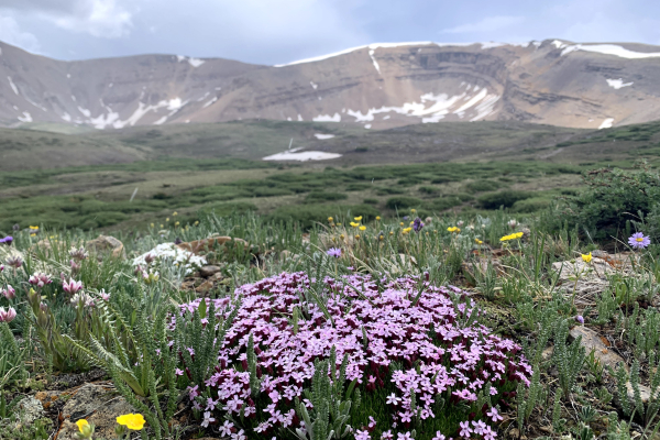 Pink moss campion (Silene acaulis).