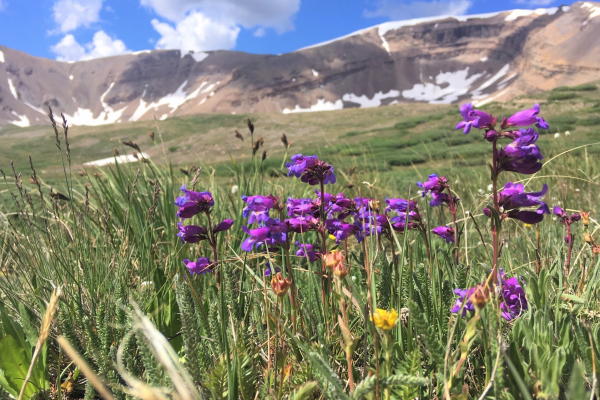 Penstemon hallii on Horseshoe Mountain. Photo by