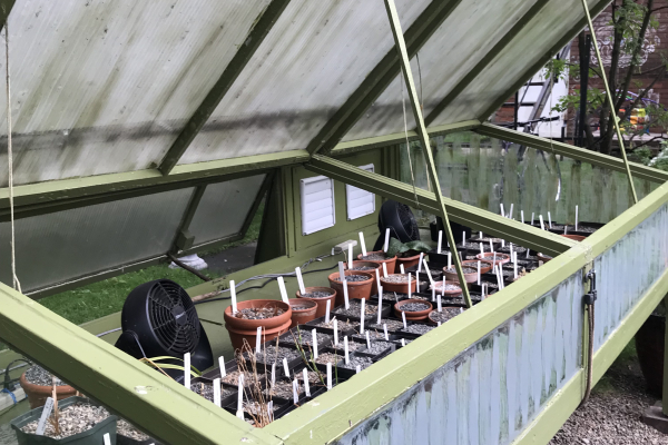 Just a small greenhouse allows a wide range of tender bulbs to thrive.