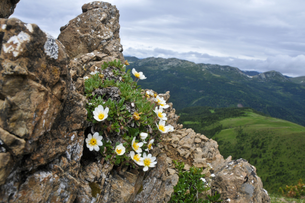 Dryas octopetala in the Nockberge Mountains