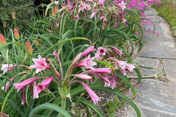 Crinum bulbispermum in  full bloom