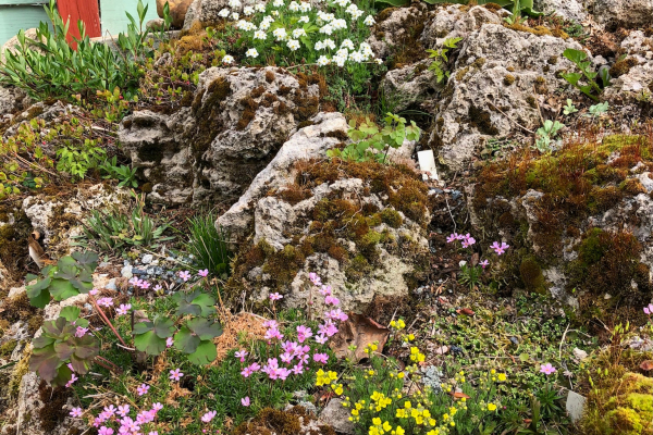 Jaime’s tufa garden