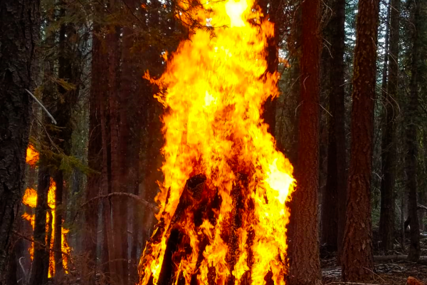 Burning deadwood to mitigate future fires
