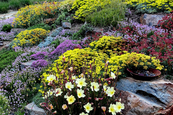 Eriogonums in the garden
