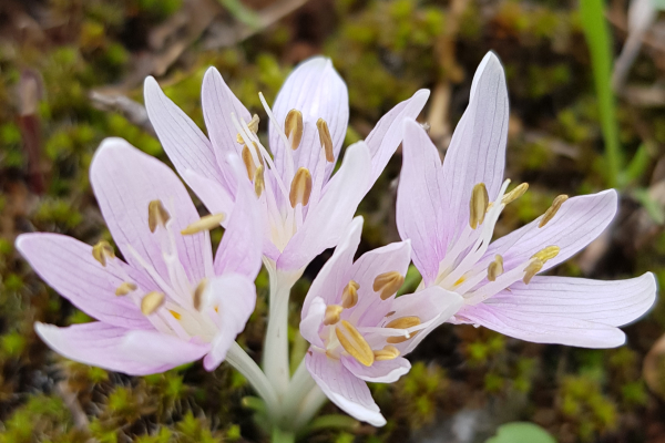 Colchicum cretense